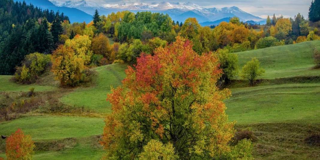 Karadeniz'in yaylaları eşsiz görünümde! Şimdi keşfin tam zamanı: Bu hali ayrı cezbedecek 3